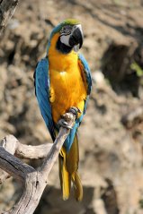 PDO - Velký papoušek ARA