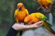 Jak správně vybrat krmení pro papoušky?